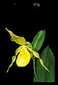 01110-00074-Yellow Lady's Slippers.jpg