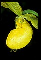 01110-00075-Yellow Lady's Slippers.jpg