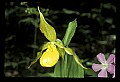 01110-00076-Yellow Lady's Slippers.jpg