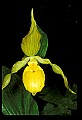 01110-00077-Yellow Lady's Slippers.jpg