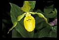 01110-00078-Yellow Lady's Slippers.jpg