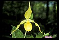01110-00079-Yellow Lady's Slippers.jpg