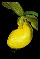 01110-00080-Yellow Lady's Slippers.jpg