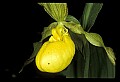 01110-00082-Yellow Lady's Slippers.jpg