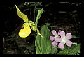 01110-00083-Yellow Lady's Slippers.jpg