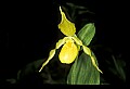 01110-00084-Yellow Lady's Slippers.jpg