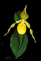 01110-00085-Yellow Lady's Slippers.jpg