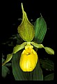01110-00087-Yellow Lady's Slippers.jpg
