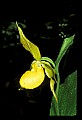 01110-00088-Yellow Lady's Slippers.jpg