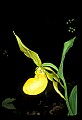 01110-00089-Yellow Lady's Slippers.jpg