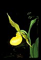 01110-00090-Yellow Lady's Slippers.jpg