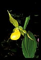 01110-00091-Yellow Lady's Slippers.jpg