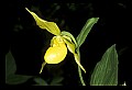 01110-00092-Yellow Lady's Slippers.jpg