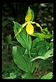 01110-00093-Yellow Lady's Slippers.jpg
