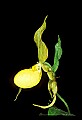 01110-00094-Yellow Lady's Slippers.jpg