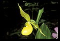 01110-00095-Yellow Lady's Slippers.jpg