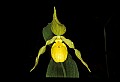 01110-00096-Yellow Lady's Slippers.jpg