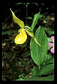 01110-00097-Yellow Lady's Slippers.jpg
