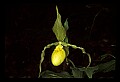 01110-00099-Yellow Lady's Slippers.jpg