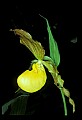 01110-00100-Yellow Lady's Slippers.jpg