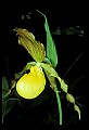 01110-00101-Yellow Lady's Slippers.jpg