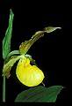 01110-00102-Yellow Lady's Slippers.jpg