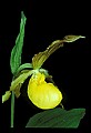 01110-00103-Yellow Lady's Slippers.jpg
