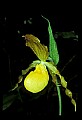 01110-00104-Yellow Lady's Slippers.jpg
