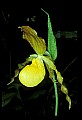 01110-00105-Yellow Lady's Slippers.jpg