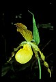 01110-00106-Yellow Lady's Slippers.jpg