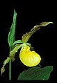 01110-00107-Yellow Lady's Slippers.jpg