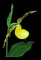 01110-00108-Yellow Lady's Slippers.jpg