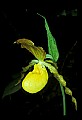 01110-00110-Yellow Lady's Slippers.jpg