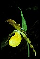 01110-00111-Yellow Lady's Slippers.jpg