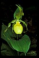 01110-00114-Yellow Lady's Slippers.jpg