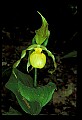 01110-00115-Yellow Lady's Slippers.jpg
