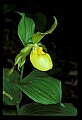 01110-00117-Yellow Lady's Slippers.jpg