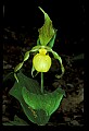 01110-00118-Yellow Lady's Slippers.jpg