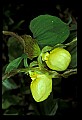 01110-00121-Yellow Lady's Slippers.jpg