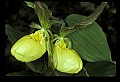 01110-00122-Yellow Lady's Slippers.jpg