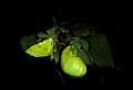 01110-00123-Yellow Lady's Slippers.jpg