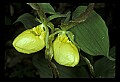 01110-00124-Yellow Lady's Slippers.jpg