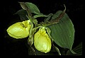 01110-00125-Yellow Lady's Slippers.jpg