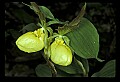01110-00127-Yellow Lady's Slippers.jpg