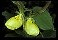 01110-00128-Yellow Lady's Slippers.jpg