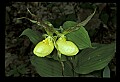 01110-00129-Yellow Lady's Slippers.jpg
