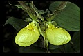 01110-00130-Yellow Lady's Slippers.jpg