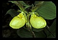 01110-00131-Yellow Lady's Slippers.jpg