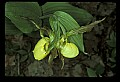 01110-00133-Yellow Lady's Slippers.jpg