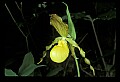01110-00134-Yellow Lady's Slippers.jpg